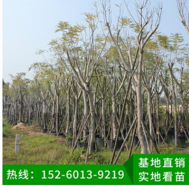 藍花楹 綠化工程苗木 行道樹 風景樹 移植苗批發(fā) 品種多樣