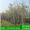 藍花楹 綠化工程苗木 行道樹 風景樹 移植苗批發 品種多樣