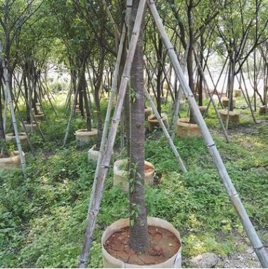 福建山櫻花批發綠化苗木移植苗批發基地直銷