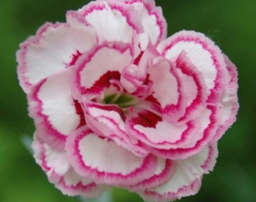 花卉種苗康乃馨種苗石竹花種苗四季播 盆栽陽臺 種植