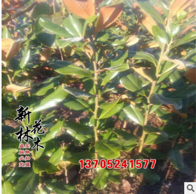 廣玉蘭樹苗 特價出售四季常青