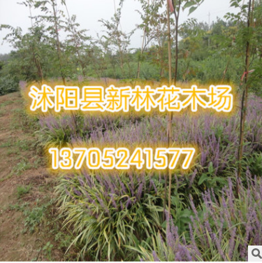 苗木場(chǎng)大量批發(fā)金邊麥冬 青葉麥冬