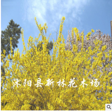 批發(fā)供應(yīng)連翹苗木 爬藤花卉苗木 量大從優(yōu)