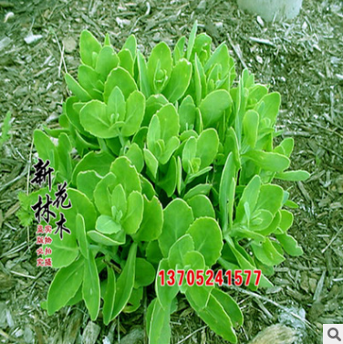 批發(fā)供應(yīng)八寶景天 可成坪 地被色帶 批發(fā)綠化苗木