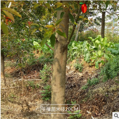 龍飛園林 牛樟樹 米徑20cm 臺灣頻危滅絕樹種 培育牛樟芝廠家直供