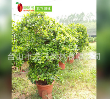 神秘果 樹苗15-18年蜜拉圣果四季盆栽果樹 神奇果子變味果 400號