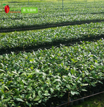 神秘果果苗 當年苗 奇跡果變味果盆栽 蜜拉圣果 專業種植批發供應