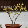 基地批發(fā)臘梅 盆栽臘梅 素心臘梅 嫁接臘梅花 臘梅盆景