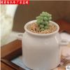 多肉植物【新玉綴】辦公室 迷你盆栽 不帶盆發(fā)貨 價格低形狀好