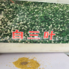 專業(yè)銷售優(yōu)質(zhì)進(jìn)口草坪種子白三葉草種子幸運(yùn)草 包發(fā)芽率量大優(yōu)惠