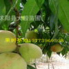 果樹(shù)苗 嫁接桃樹(shù)苗 水蜜桃 南北方種植 香甜可口 量大優(yōu)惠
