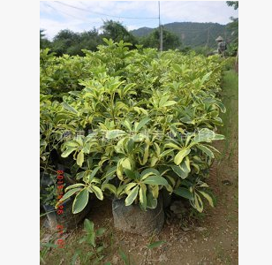 福建奧洲鴨腳木漳州奧洲鴨腳木基地奧洲鴨腳木價格