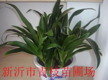 批發(fā)綠化苗木花卉花灌木室內(nèi)盆栽 萬年青 盆栽萬年青 萬年青批發(fā)