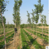 銀杏樹苗基地批發 園林植物喬木銀杏樹苗