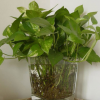 苗木基地低價供應綠色植物花卉 水培綠蘿 辦公室內桌面迷你小盆栽
