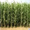批發優質牧草種子 甜高粱 畜禽飼料 多用農作物 多品種