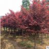 湖南苗圃基地出售紅楓樹 優質苗木美國紅楓供應 量大價更優