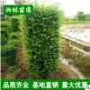 金葉女貞苗 常年供應優質 女貞柱 女貞球 金葉女貞球綠化工程苗