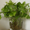 苗木基地低價供應綠色植物花卉 水培綠蘿 辦公室內桌面迷你小盆栽