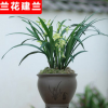 盆栽花卉建蘭花苗 蟬蘭 墨蘭苗 春蘭苗 大花蕙蘭苗 當年開花