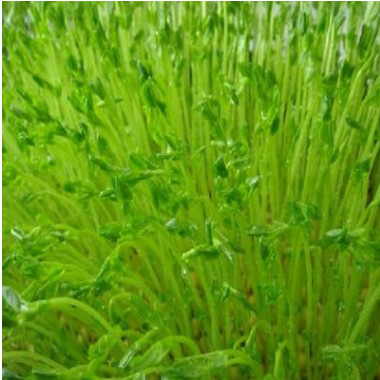 批發(fā)牧草蔬菜種子 蕎麥種子 苦蕎麥種子 品種齊全 價格從優(yōu)