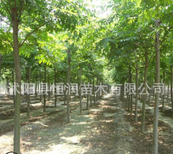 批發(fā)庭院爬藤植物小葉扶芳藤 大葉扶芳藤 苗木基地 可盆栽花卉