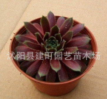 批發(fā)紫牡丹 仙人多肉迷你花卉綠色植物盆栽 防輻射景天科一件代發(fā)
