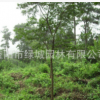 苗圃供應優質樸樹 叢生樸樹 高質量樸樹 價格實惠
