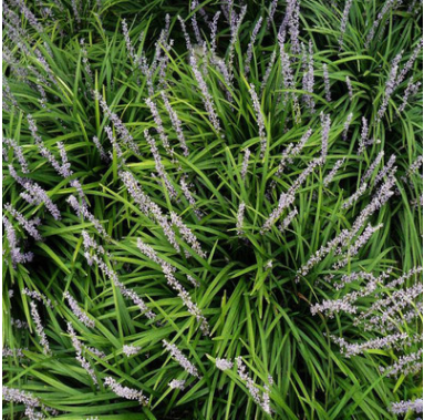 基地大量批發(fā)麥冬草坪矮麥冬泥培花卉苗木