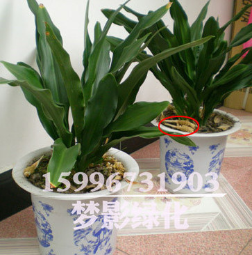 批發(fā)萬年青盆栽 大型綠植 室內(nèi)花卉萬年青 凈化室內(nèi)空氣綠植盆栽