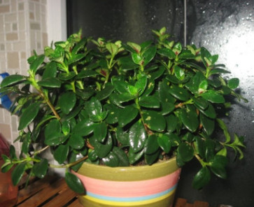 居家室內盆栽花卉 金魚吊蘭 金魚花 辦公室桌面 去甲醛小植物