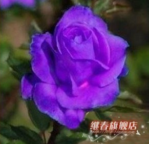 進(jìn)口紫玫瑰苗【紫霞】純天然生長,當(dāng)年開花 二年花苗