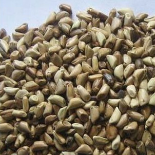 墨西哥玉米草種 闊葉優12飼用玉米草籽 牧草種子營養價值豐富