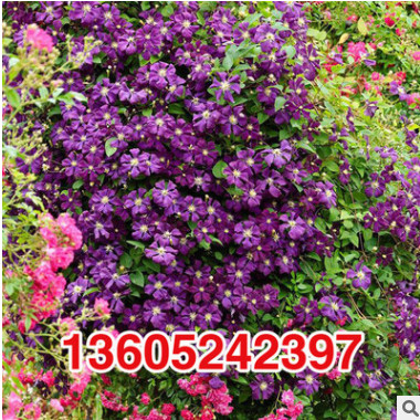 特價秒殺 進口鐵線蓮【丹尼爾德隆達】Daniel Deronda