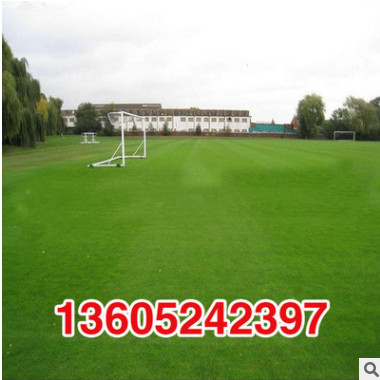 新品草坪種子 草籽 四季青草坪種子 馬尼拉 庭院草坪種子剪股穎