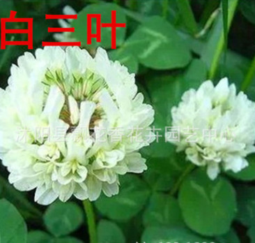 批發(fā)優(yōu)質(zhì)草坪種子 三葉草種子 草種草籽暖季型 低價 保質(zhì)保量