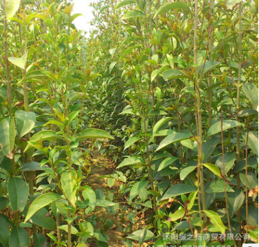 優質大葉女貞樹苗 基地供應綠化苗木大全