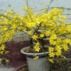 垂吊 迎春苗 迎春花苗盆景 庭院攀援花卉爬藤植物 可盆栽當年開花 舉報