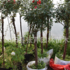 樹狀月季花苗月季花苗多種花色樹樁大花品種樹狀月季花樹苗