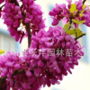 批發工程綠化樹 紫荊樹 滿條紅 庭院觀賞花卉 規格齊全