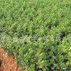 批發四季常青冬青苗 龜甲冬青小苗 規格齊全色塊綠化苗