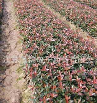 色塊綠化苗石楠小苗 優(yōu)質(zhì)紅葉石楠苗 規(guī)格齊全 紅葉石楠工程綠化