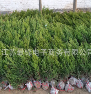 工程綠化龍柏苗四季常青龍柏小苗 規(guī)格齊全園林綠化苗木