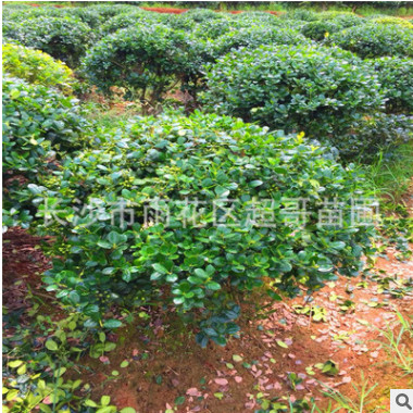 直銷無刺枸骨球 無刺枸骨苗 冠幅80-150cm精品無刺枸骨球