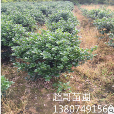 湖南長沙無刺枸骨球 常綠灌木 園林綠化地被枸骨樹苗2018最新價格