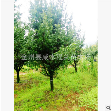 廣西產(chǎn)地直銷 批發(fā)銷售羅漢松10.15.20公分大量供應(yīng)苗木 羅漢松