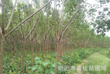 綠化苗木花卉花灌木色塊宿根類花卉苗木 重陽木 重陽木批發