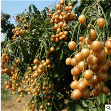 黃皮樹苗大雞心黃皮苗 無核黃皮苗 嫁接樹苗基地 批發（帶泥球）