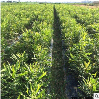 澳洲堅果樹苗 堅果苗堅果小苗 夏威夷果樹苗南方北方種植