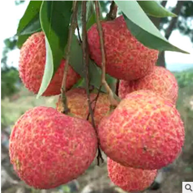 批發優質荔枝苗 接果樹苗 肉厚核小產量高 南北種植